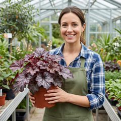 Set of 3 or 6 Heuchera Palace Purple Coral Bells Plants, Hardy Evergreen Perennial, Shade Tolerant Garden Plants, Outdoor Garden Ready, 1 Litre Root-Ball