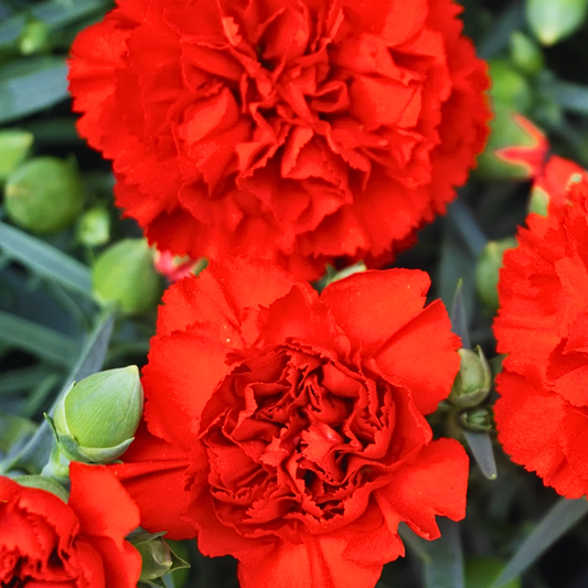 Set of 3 Large Plants - Dianthus Oscar Dark Red, Outdoor Garden Ready