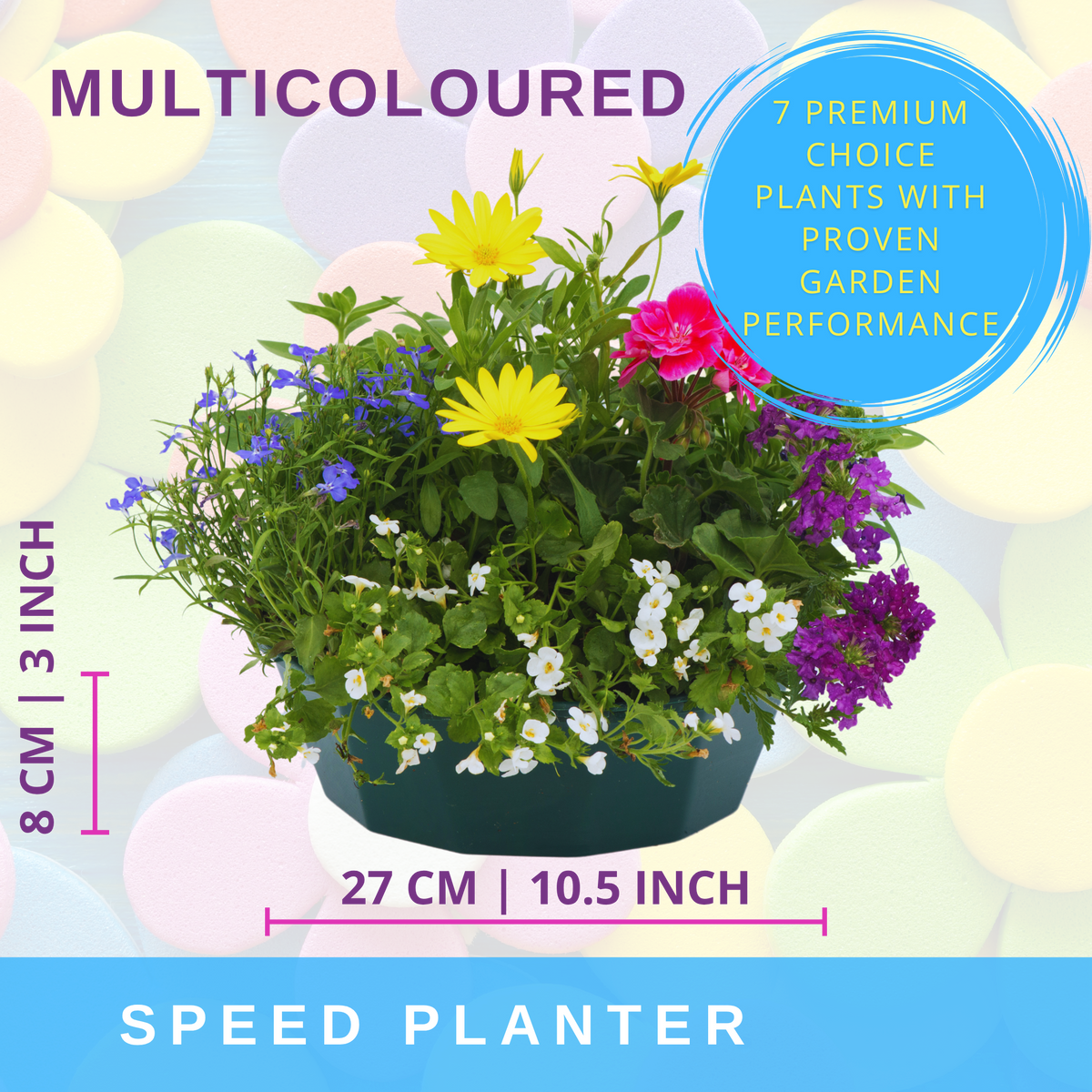 7 Colour Coordinated Plants - Berry Swirl Theme Speedplanter, Garden Ready