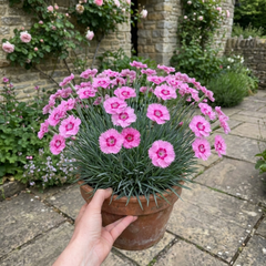 1 Cottage Pink Dianthus Pink Celebration, Fragrant Hardy Perennial Outdoor Garden Plant, 5L Root-Ball