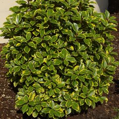 Elaeagnus Viveleg | 3L Pot