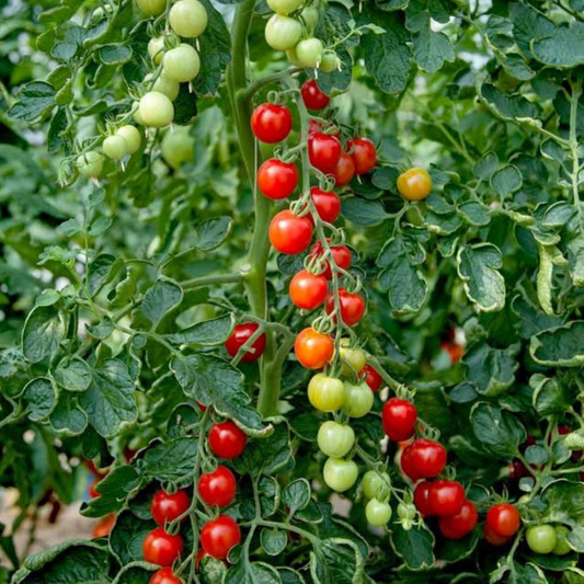 Set of 3 or 6 Large Plants - Grow Your Own Tomato Consuelo, Ready to Plant & Bear Fruits