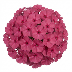 Set of 3 or 6 Phlox ‘Fabulous Rose’ Hardy Perennial Plants, Fragrant, Bee Friendly, Summer Flowering, Outdoor Garden Ready, 1 Litre Root-Ball