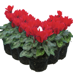 Cyclamen Red | 3 or 6 1L Pots