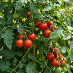 Set of 3 or 6 Large Plants - Tomato Crokini Variety, Ready to Plant in Your Garden