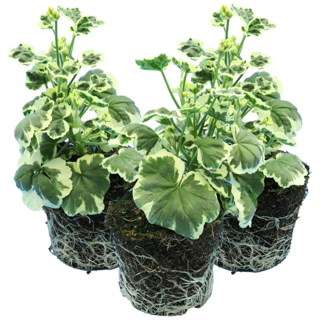 Geranium Pelgardini Frank Headly | 3 or 6 1L Pots