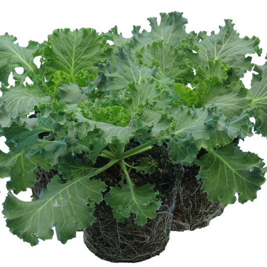 Ornamental Cabbage White | 3 or 6 1L Pots