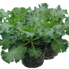 Ornamental Cabbage White | 3 or 6 1L Pots