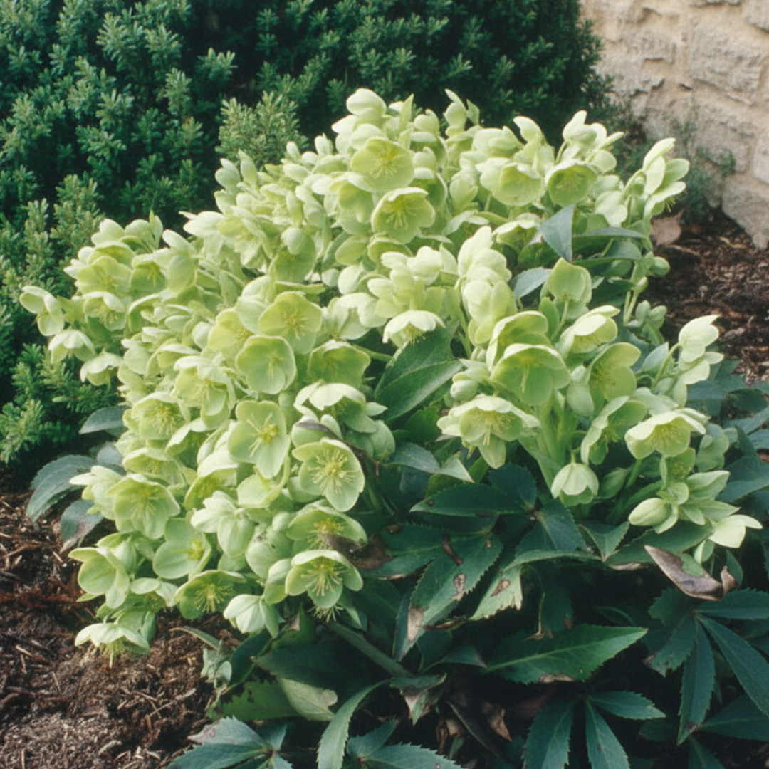 Hellebore Argutifolius | Large 2L Pot
