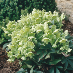Hellebore Argutifolius | Large 2L Pot