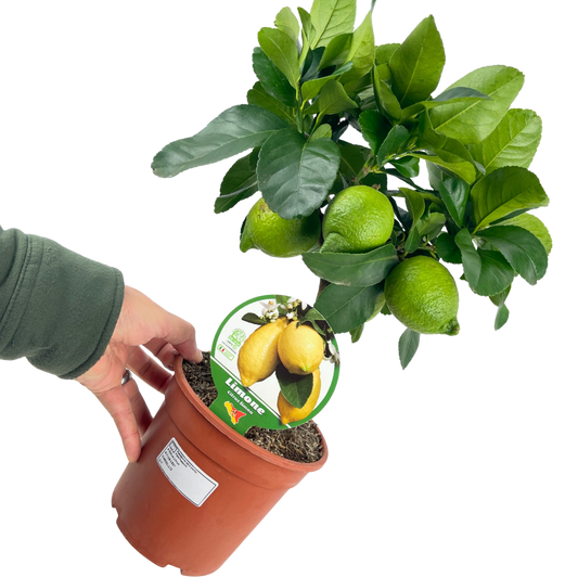 Mini Lemon Tree | 2L Pot