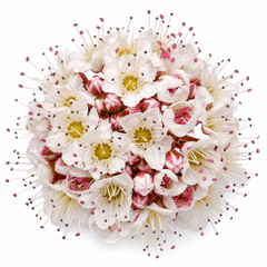1 Large Plant - Physocarpus Diable D'or, Ready to Plant in Your Garden, 3L Pot