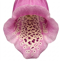 3 Large Plants - Foxglove Foxy Mix, Ready to Plant in Your Garden, 1L Rootballs
