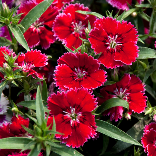 Dianthus Deep Red