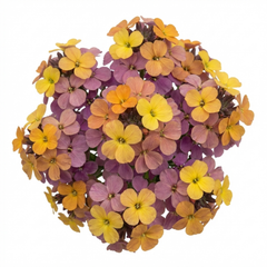 Erysimum Spring Feeling Hardy Perennial Wallflower Plants, Bee Friendly, Fragrant, Outdoor Garden Ready, 1 Litre / 11cm Root-Ball