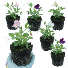 Sweet Pea Growers Colour Mix, 10.5 cm