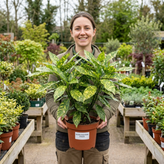 Aucuba Japonica Crotonifolia Spotted Laurel, Hardy Evergreen Garden Shrub, 2 Litre Root-Ball