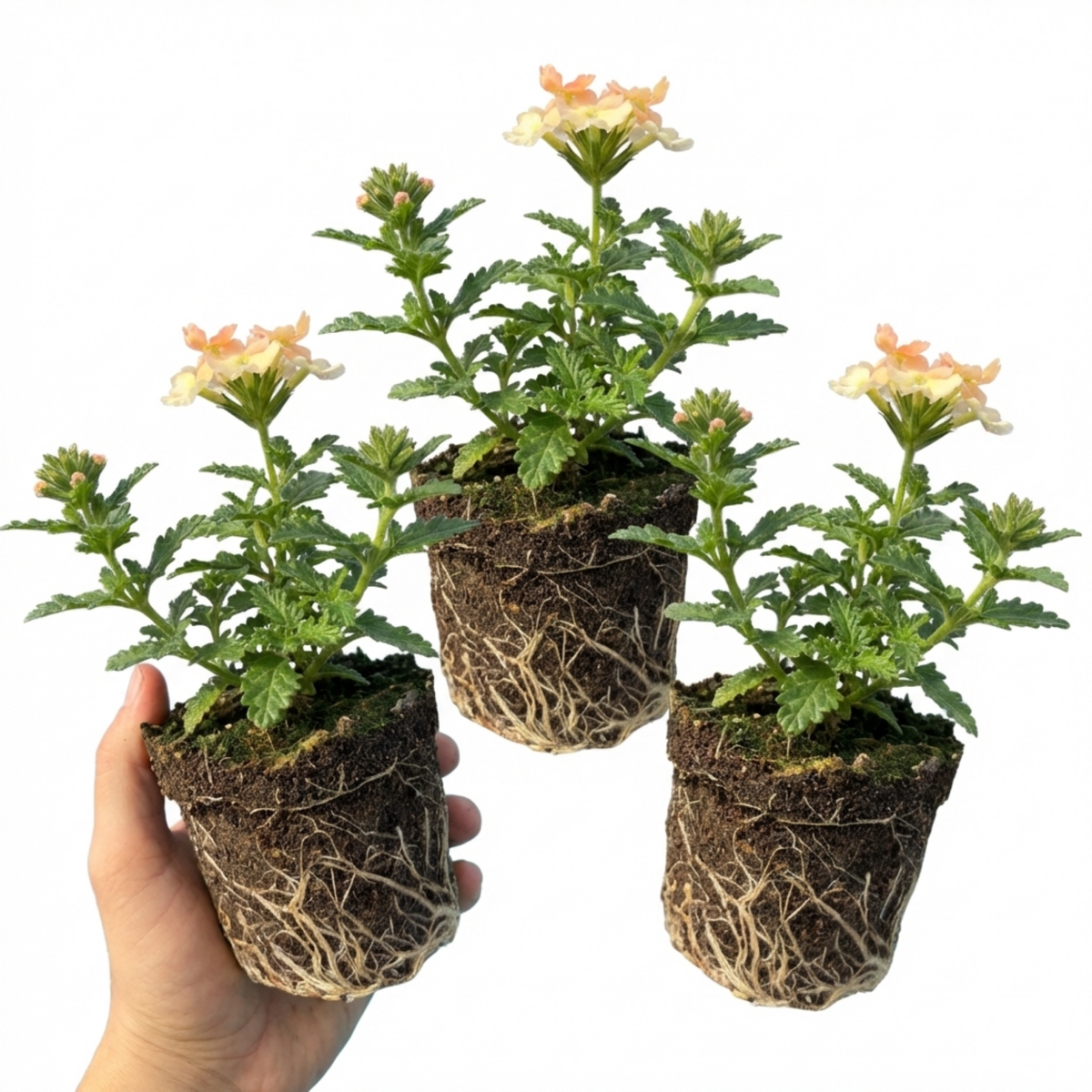 Verbena Magelana Peach Trailing Plants, Summer Bedding Flowers, Hanging Basket & Garden Ready, 10.5cm Root Ball
