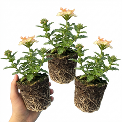 Verbena Magelana Peach Trailing Plants, Summer Bedding Flowers, Hanging Basket & Garden Ready, 10.5cm Root Ball