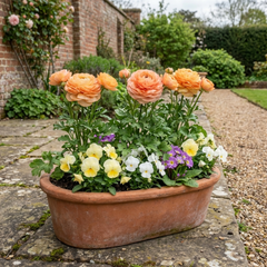 Ranunculus Vortex Orange Apricot Persian Buttercup Plants, Hardy Perennial, Spring Flowering, Outdoor Garden Ready, 1 Litre Root-Ball