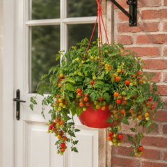 1 Tumbling Tom Red Trailing Tomato Plant, Outdoor Garden Ready, 25cm Root Ball, Hanging Basket