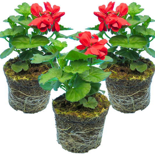 Geranium Calliope Landscape Fire | 3 or 6 1L Pots