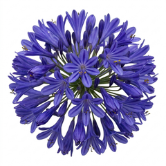1 Large Plant - Agapanthus Northern Star, Ready to Plant in Your Garden, 2L Pot