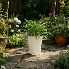 3 Litre Hosta Silly Strings Plants in Nursery Pots