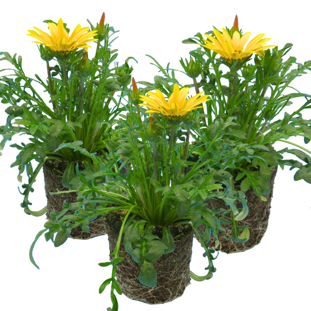 Gazania Kiss Yellow Improved | 3 or 6 1L Pots