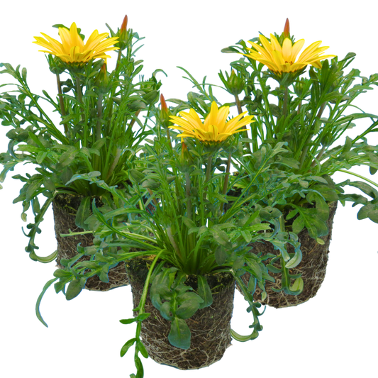 Gazania Kiss Yellow Improved | 3 or 6 1L Pots