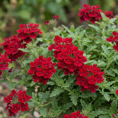 Verbena Trailing Deep Red Plants, Summer Flowering Bedding, Hanging Basket & Outdoor Garden Ready, 10.5cm Root Ball