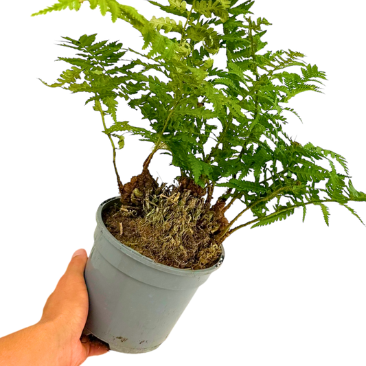 Polystichum Setiferum & Herrenhausen | 2L Pot