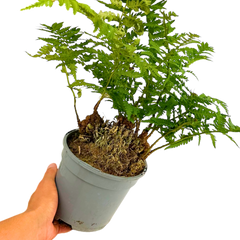 Polystichum Setiferum & Herrenhausen | 2L Pot