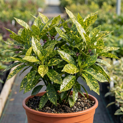 Aucuba Japonica Variegata Spotted Laurel Plant, Shade Loving Hardy Evergreen Shrub, 2 Litre Root Ball