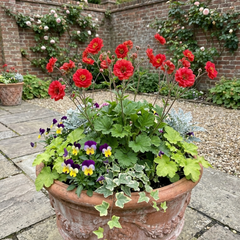 Set of 3 or 6 Geum Mrs Bradshaw Hardy Perennial Plants, Scarlet Red Double Cottage Garden Flowers, Outdoor Garden Ready, 1 Litre Root-Ball