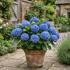 1 Large Plant - Hydrangea Blue, Ready to Plant in Your Garden, 2L Pot