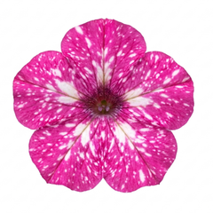 Grape Vitis Supernova Pink Plant, Outdoor Hardy Grape Vine for Garden, 3 Litre Root-Ball