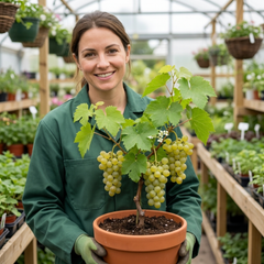 1 Grape Vine Vitis Centennial White Seedless Plant, Hardy Outdoor Garden Ready, 3 Litre Root Ball