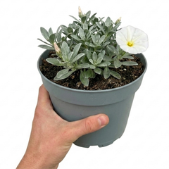 1 Convolvulus Cneorum Silver Bush Plant, Hardy Evergreen White Flowering Shrub, 2L Root-Ball