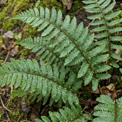 Braun's Holly Fern Polystichum Braunii Plants, Hardy Evergreen Perennial, 1Ltr Root-Ball