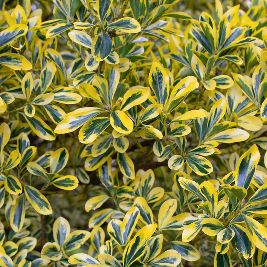 Euonymus Microphyllus Aureomarginatus | 2L Pots