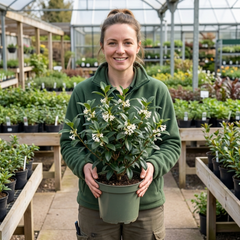 Osmanthus Burkwoodii Plant, Hardy Fragrant Evergreen Hedge Shrub, Garden Ready, Litre Root Ball