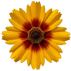 Coreopsis Sunfire Hardy Perennial Plants, Garden Ready, Bee Friendly, Summer Flowering, 1 Litre Root Ball
