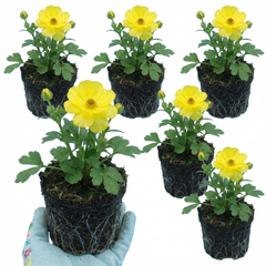 Ranunculus Vortex Lemonade Persian Buttercup Plants, Hardy Yellow Perennials, Spring & Autumn Flowering, Outdoor Garden Ready, 1 Litre Root-Ball