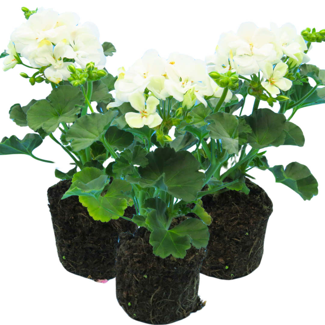 Geranium Toscana Erika | 3 or 6 1L Pots