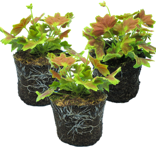 Set of 3 or 6 Large Plants - Geranium Pelgardini Lotusland, Ready to Plant in Your Garden