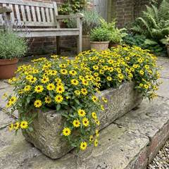 3 Large Plants - Sanvitalia Santiago Bright Yellow, Outdoor Garden Ready