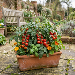 Set of 3 or 6 Large Plants - Tomato Losetto Variety, Ready to Plant in Your Garden, 10.5 cm
