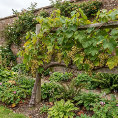 1 Grape Vine Vitis Centennial White Seedless Plant, Hardy Outdoor Garden Ready, 3 Litre Root Ball