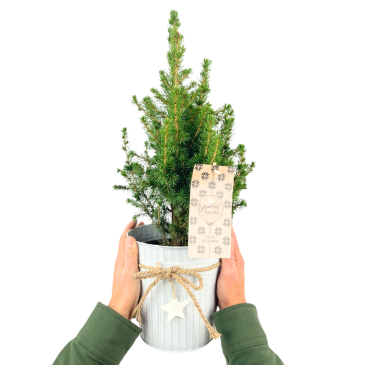Christmas tree in white pot with star